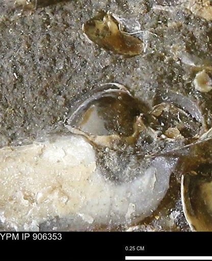 undet. Bivalvia