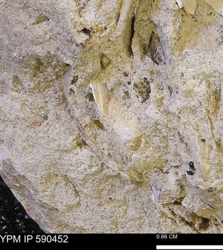 Limopsis?