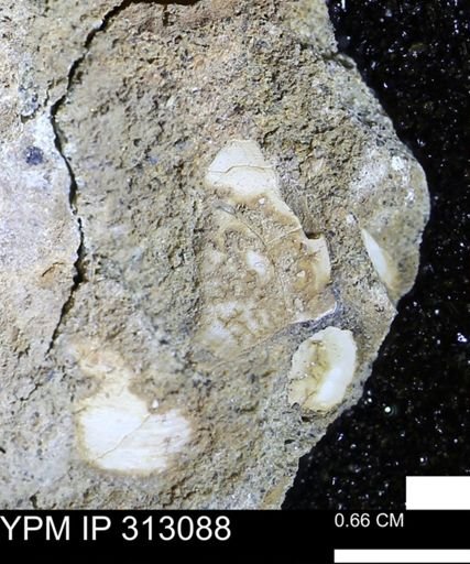 Corbicula