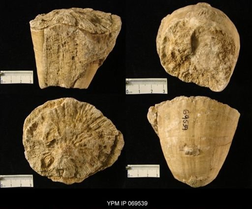 Hippurites cornu-vaccinum