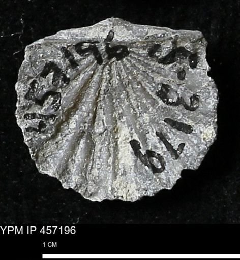 Stropheodonta erratica solidicosta