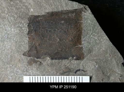 undet. Eurypterida
