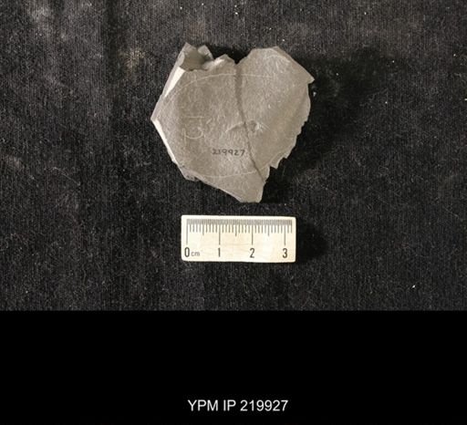 Triarthrus eatoni