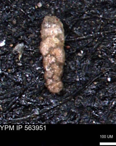 Ammobaculoides phaulus