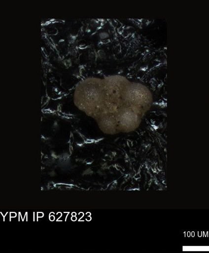 undet. Foraminiferida