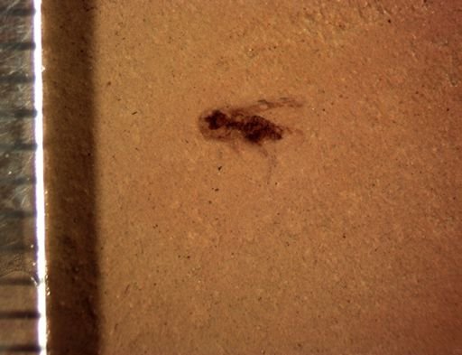 undet. Auchenorrhyncha