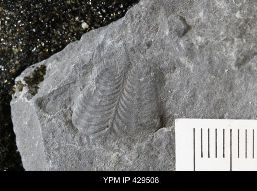 Orthonota undulata