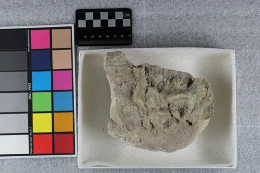 Hyracodon?