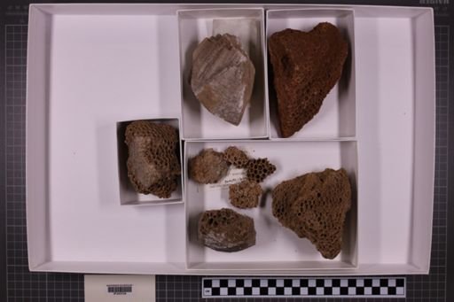 mixed taxa, stratigraphic collection