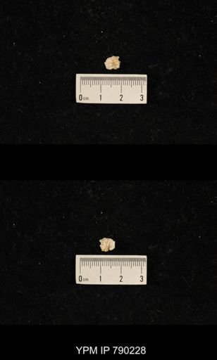 Derbyia sp.