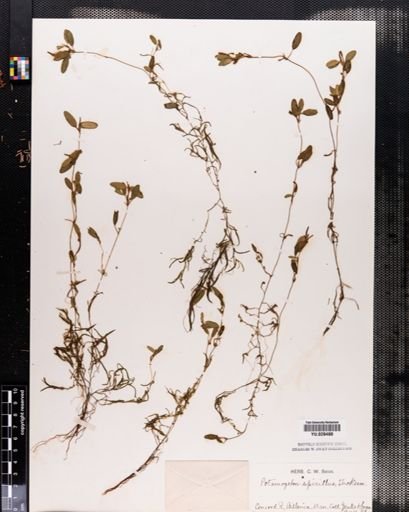 Potamogeton spirillus