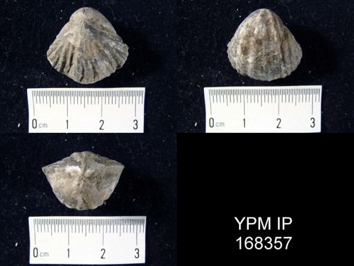 Pentamerella arata