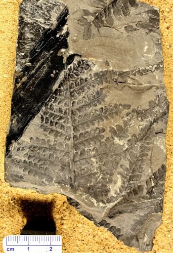 Pecopteris sp.