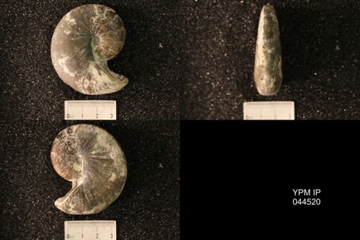 Hoploscaphites nicolletii