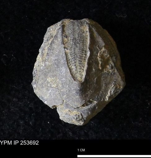 Pentremites sp.