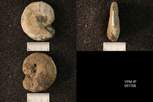 Hoploscaphites nicolletii