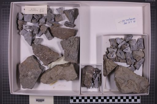 mixed taxa, stratigraphic collection
