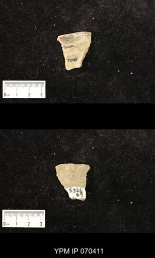 Heliolites nucella