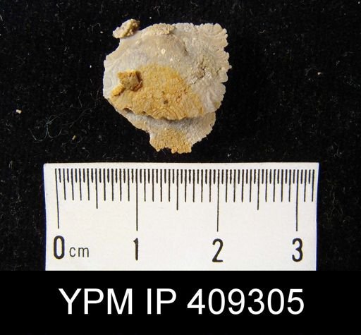 undet. Strophomenida