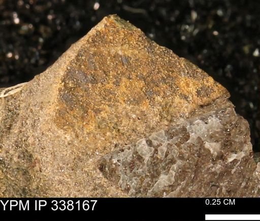 undet. Mollusca
