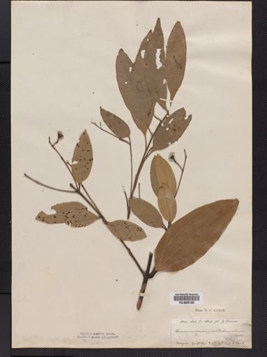 Cinnamomum