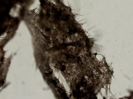 Halichondria (Eumastia) sitiens