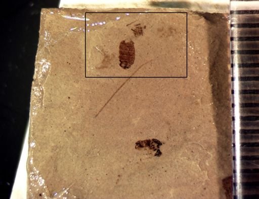 Plecia sp.