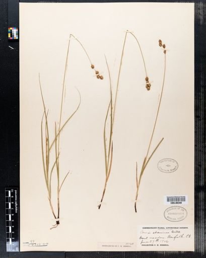 Carex straminea