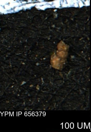 undet. Foraminiferida
