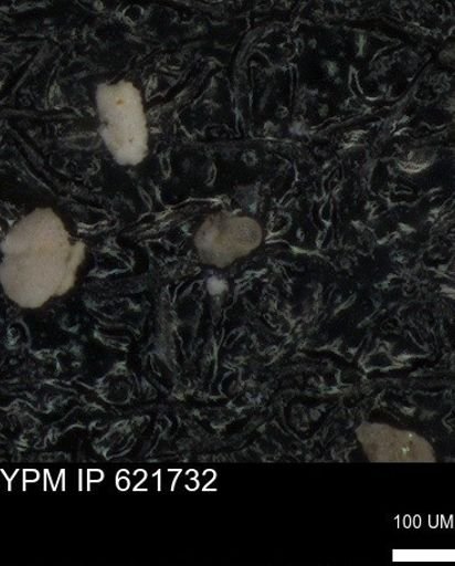 undet. Foraminiferida