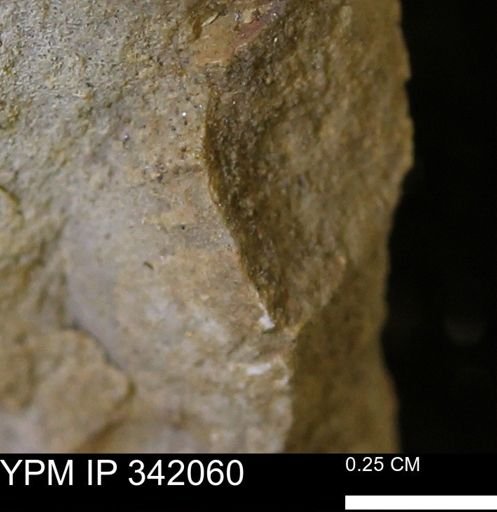 undet. Bivalvia