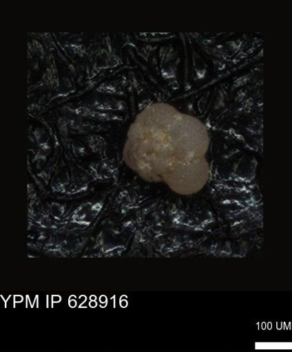 undet. Foraminiferida