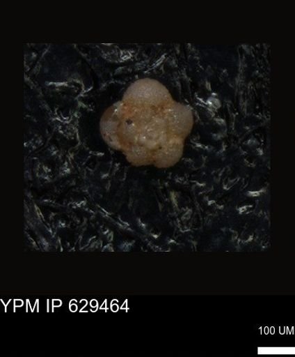 undet. Foraminiferida