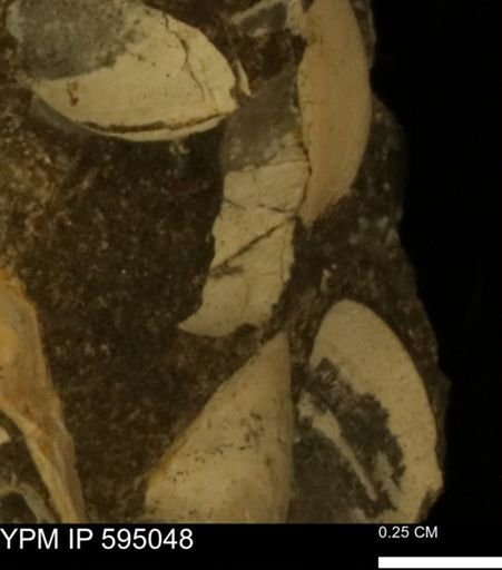 Protocardia sp.