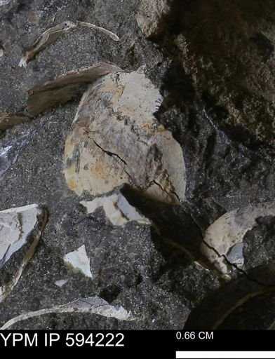 undet. Bivalvia