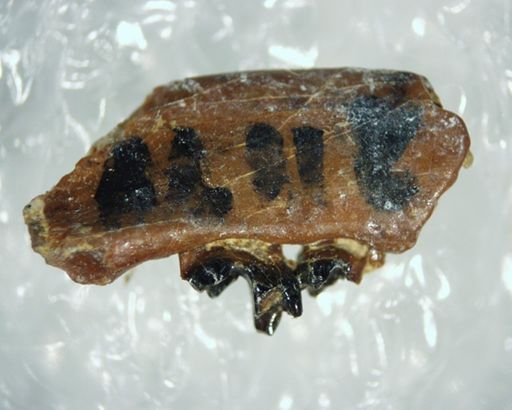 Diacodon