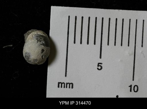 Euspira?