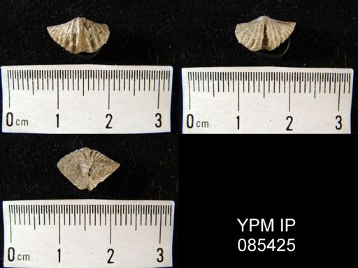 Punctospirifer kentuckyensis