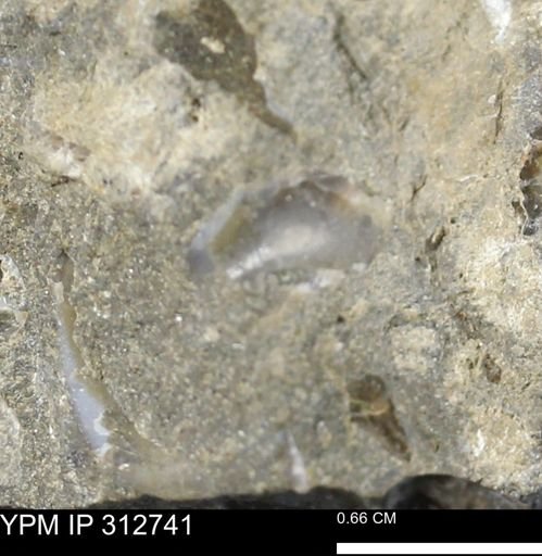undet. Bivalvia