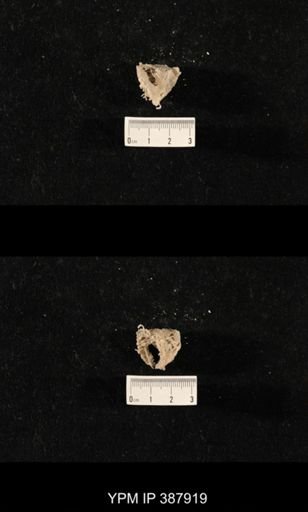 Hercosia sp.