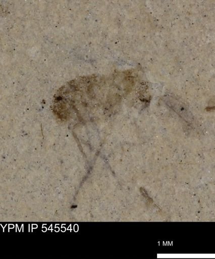 undet. Diptera