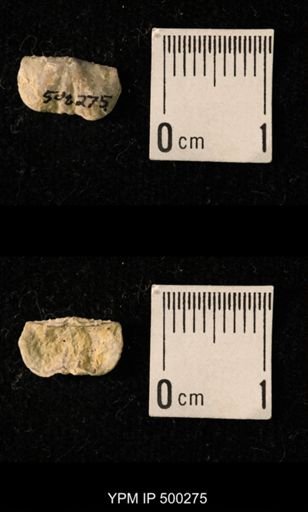Mesolobus mesolobus decipiens