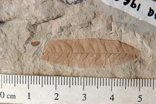 Rhus stellariaefolia