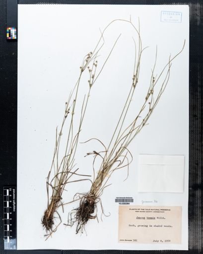 Juncus tenuis