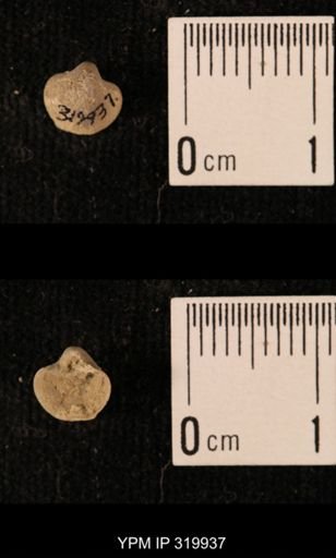 Ambocoelia planoconvexa