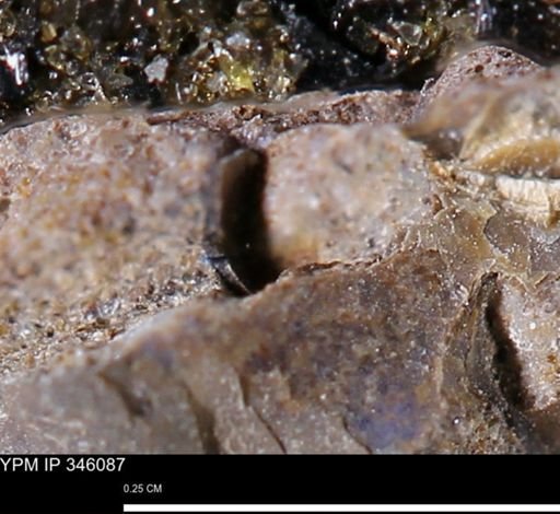 undet. Mollusca