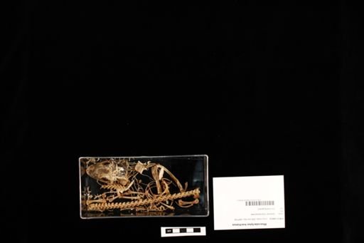 Rhacodactylus leachianus