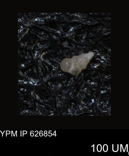 undet. Foraminiferida