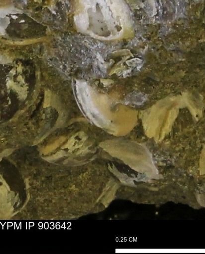 Corbulamella sp.
