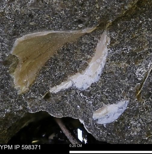 Limopsis striatopunctatus